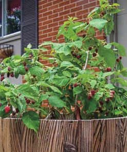 Red Raspberry Live Plant Set - 2 Canes, 5
