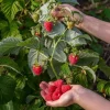 Red Raspberry Live Plant Set - 2 Canes, 5" Pot, Sweet Berries, Outdoor Garden - Image 1