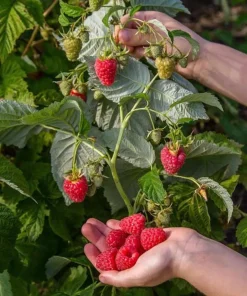 Red Raspberry Live Plant Set - 2 Canes, 5