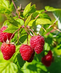 Red Raspberry Seeds - Rubus Idaeus - 100 Count - Fruit Bush Vine - Image 2