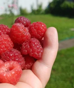 Red Raspberry Seeds - Rubus Idaeus - 100 Count - Fruit Bush Vine - Image 3