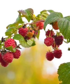 Red Raspberry Seeds - Rubus Idaeus - 100 Count - Fruit Bush Vine - Image 4