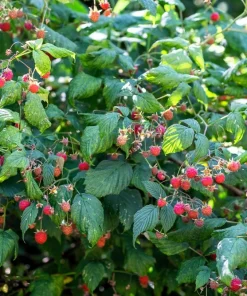 Red Raspberry Seeds - Rubus Idaeus - 100 Count - Fruit Bush Vine - Image 5