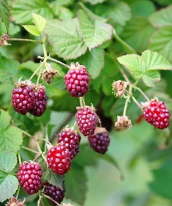 Red Raspberry Seeds - Rubus Idaeus - 100 Count - Fruit Bush Vine - Image 6