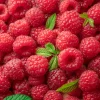 Red Raspberry Seeds - Rubus Idaeus - 100 Count - Fruit Bush Vine - Image 1