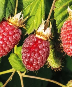 Red Raspberry Seeds - Rubus Idaeus - 100 Count - Fruit Bush Vine - Image 8