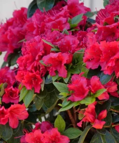 Red Reblooming Azalea Live Plant - 4" Pot - Outdoor Shrub - Image 2