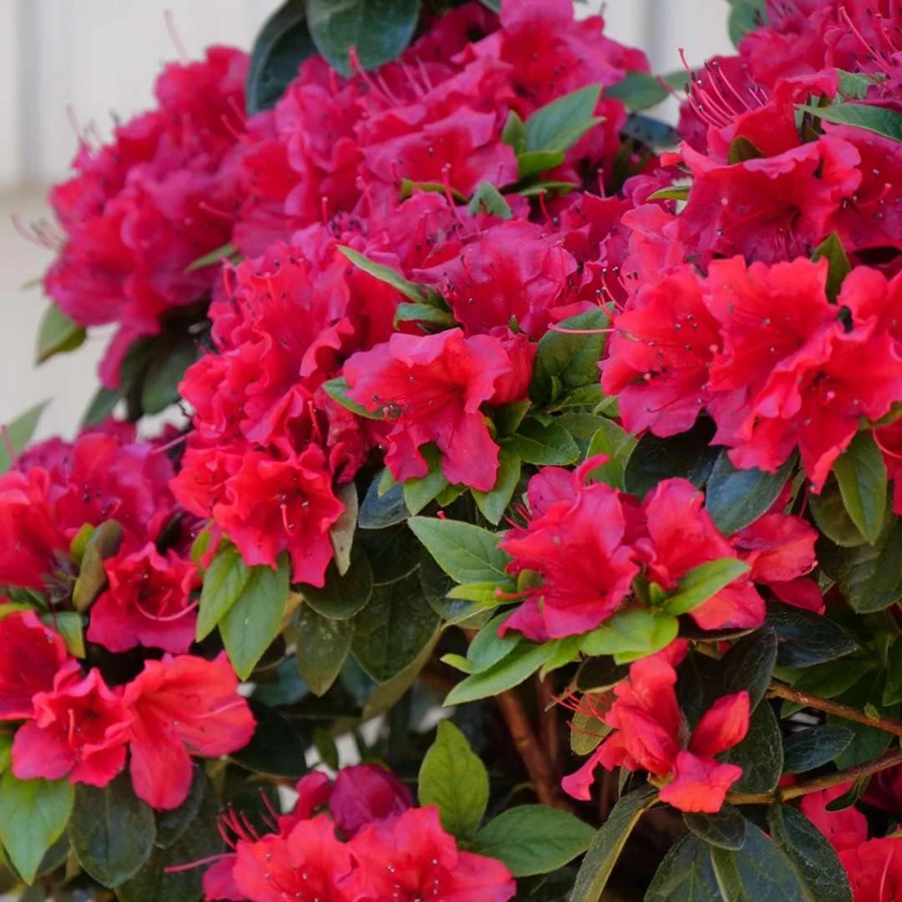 Red Reblooming Azalea Live Plant - 4" Pot - Outdoor Shrub - Image 2