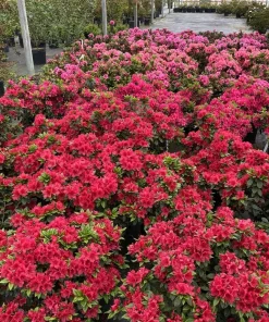 Red Reblooming Azalea Live Plant - 4