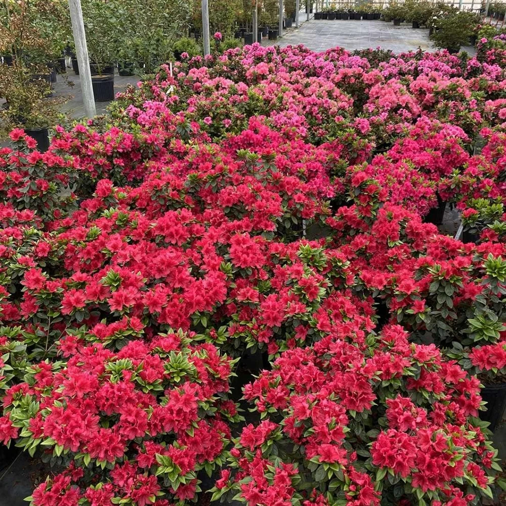 Red Reblooming Azalea Live Plant - 4" Pot - Outdoor Shrub - Image 3