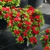 Red Reblooming Azalea Live Plant - 4" Pot - Outdoor Shrub - Image 1