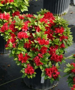 Red Reblooming Azalea Live Plant - 4