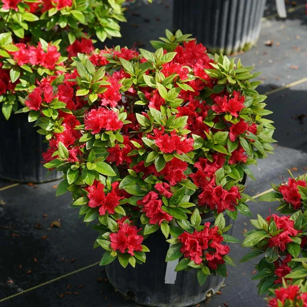 Red Reblooming Azalea Live Plant - 4" Pot - Outdoor Shrub - Image 1