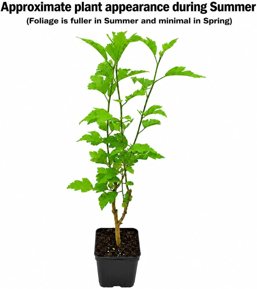 Red Rose of Sharon Hibiscus Shrub - 10-16" Tall Live Plant - Quart Pot Outdoor - Image 2
