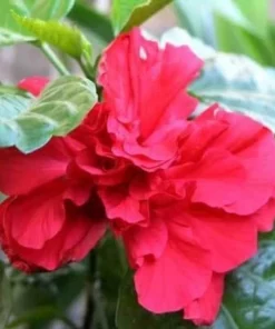 Red Rose of Sharon Hibiscus Shrub - 10-16