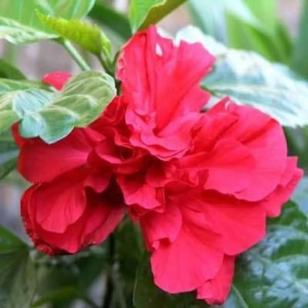 Red Rose of Sharon Hibiscus Shrub - 10-16" Tall Live Plant - Quart Pot Outdoor - Image 4