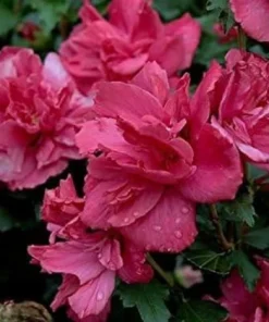 Red Rose of Sharon Hibiscus Shrub - 10-16