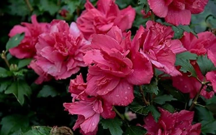 Red Rose of Sharon Hibiscus Shrub - 10-16" Tall Live Plant - Quart Pot Outdoor - Image 5