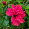 Red Rose of Sharon Hibiscus Shrub - 10-16" Tall Live Plant - Quart Pot Outdoor - Image 1
