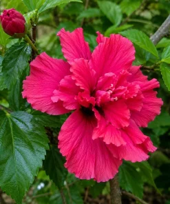 Red Rose of Sharon Hibiscus Shrub - 10-16