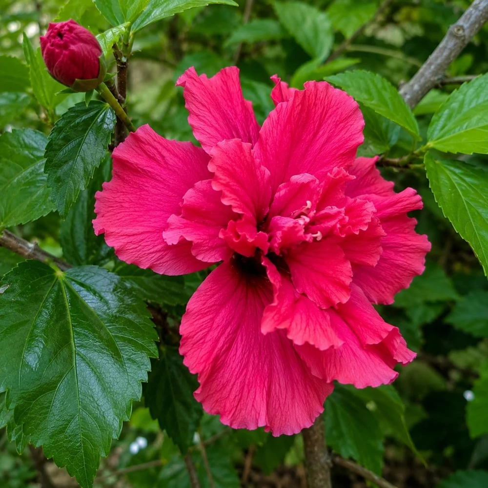 Red Rose of Sharon Hibiscus Shrub - 10-16" Tall Live Plant - Quart Pot Outdoor - Image 1