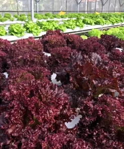 Red Salad Bowl Leaf Lettuce Seeds - 3000 Count - Lactuca Sativa Vegetable Seeds - Image 2