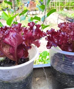 Red Salad Bowl Leaf Lettuce Seeds - 3000 Count - Lactuca Sativa Vegetable Seeds - Image 3