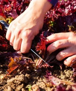 Red Salad Bowl Leaf Lettuce Seeds - 3000 Count - Lactuca Sativa Vegetable Seeds - Image 4