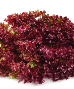 Red Salad Bowl Leaf Lettuce Seeds - 3000 Count - Lactuca Sativa Vegetable Seeds - Image 5