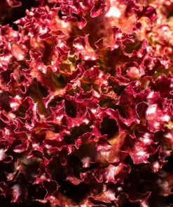 Red Salad Bowl Leaf Lettuce Seeds - 3000 Count - Lactuca Sativa Vegetable Seeds - Image 6
