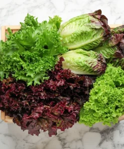 Red Salad Bowl Leaf Lettuce Seeds - 3000 Count - Lactuca Sativa Vegetable Seeds - Image 7