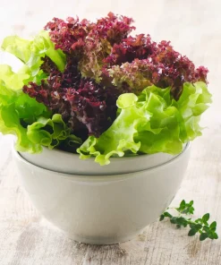 Red Salad Bowl Leaf Lettuce Seeds - 3000 Count - Lactuca Sativa Vegetable Seeds - Image 8