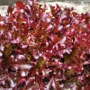 Red Salad Bowl Leaf Lettuce Seeds - 3000 Count - Lactuca Sativa Vegetable Seeds - Image 1