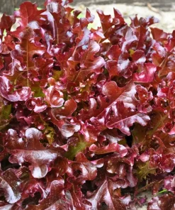 Red Salad Bowl Leaf Lettuce Seeds - 3000 Count - Lactuca Sativa Vegetable Seeds - Image 1