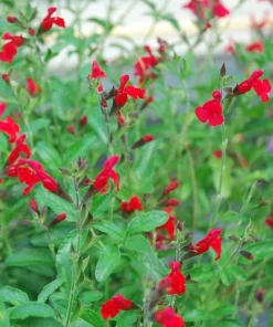 Red Salvia Greggii Live Plant - Red Flowering Sage Perennial, 1 Gallon Pot - Image 2