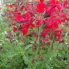 Red Salvia Greggii Live Plant - Red Flowering Sage Perennial, 1 Gallon Pot - Image 1
