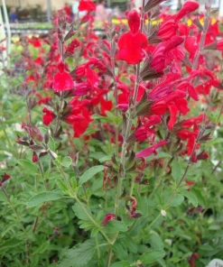 Red Salvia Greggii Live Plant - Red Flowering Sage Perennial, 1 Gallon Pot - Image 1
