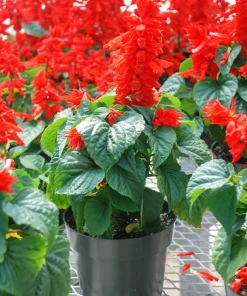 Red Salvia Splendens Seeds - St. John's Fire Scarlet Sage Flower Seeds, 50 Count - Image 10