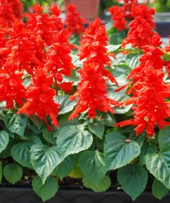 Red Salvia Splendens Seeds - St. John's Fire Scarlet Sage Flower Seeds, 50 Count - Image 2