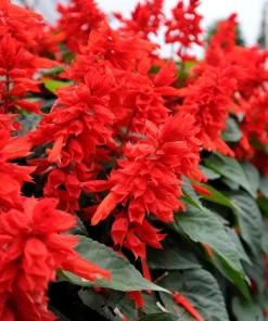 Red Salvia Splendens Seeds - St. John's Fire Scarlet Sage Flower Seeds, 50 Count - Image 3