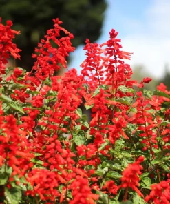 Red Salvia Splendens Seeds - St. John's Fire Scarlet Sage Flower Seeds, 50 Count - Image 4