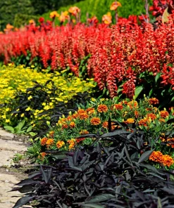 Red Salvia Splendens Seeds - St. John's Fire Scarlet Sage Flower Seeds, 50 Count - Image 5
