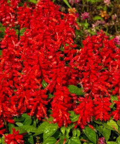 Red Salvia Splendens Seeds - St. John's Fire Scarlet Sage Flower Seeds, 50 Count - Image 6