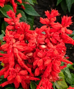 Red Salvia Splendens Seeds - St. John's Fire Scarlet Sage Flower Seeds, 50 Count - Image 7