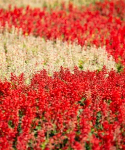 Red Salvia Splendens Seeds - St. John's Fire Scarlet Sage Flower Seeds, 50 Count - Image 8