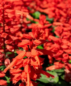 Red Salvia Splendens Seeds - St. John's Fire Scarlet Sage Flower Seeds, 50 Count - Image 9