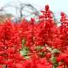 Red Salvia Splendens Seeds - St. John's Fire Scarlet Sage Flower Seeds, 50 Count - Image 1