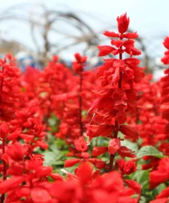 Red Salvia Splendens Seeds - St. John's Fire Scarlet Sage Flower Seeds, 50 Count - Image 1