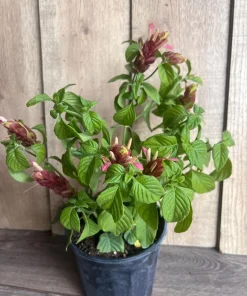 Red Shrimp Plant in 6