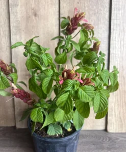 Red Shrimp Plant in 6